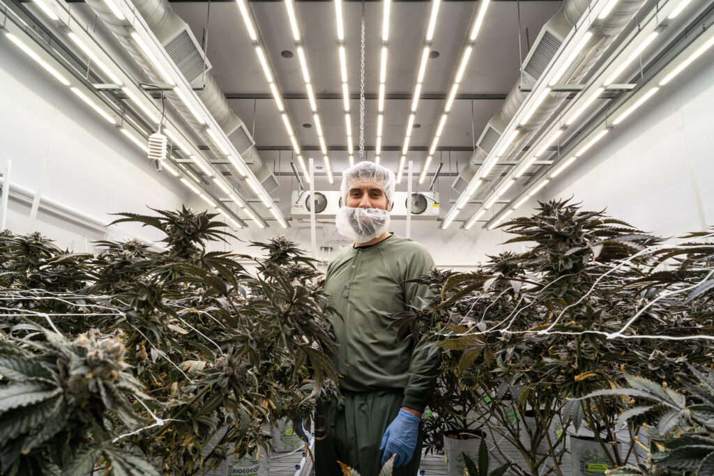 Indigenous man standing among indoor cannabis plants at Sugar Cane Cannabis facility, supported by the BC Indigenous Cannabis Business Fund.